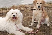 Flechtleinen von indilines in Handarbeit hergestellt. Suchen Sie eine individuell geflochtene oder geknpfte Hundeleine, Halsband oder Hundegeschirr? Eine Hundeleine soll 2 m oder 3 m lang sein oder eine Handschlaufe haben?