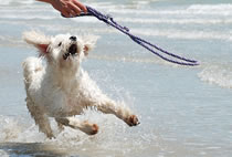 Flechtleinen von indilines in Handarbeit hergestellt. Suchen Sie eine individuell geflochtene oder geknpfte Hundeleine, Halsband oder Hundegeschirr? Eine Hundeleine soll 2 m oder 3 m lang sein oder eine Handschlaufe haben?