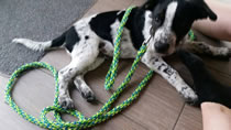 indilines steht für geflochtene Hundeleinen, geknüpfte Halsbänder und Hundegeschirre in Handarbeit hergestellt. Flechtleinen von indilines in Handarbeit hergestellt. Suchen Sie eine individuell geflochtene oder geknüpfte Hundeleine, Halsband oder Hundegeschirr? Eine Hundeleine soll 2 m oder 3 m lang sein oder eine Handschlaufe haben?