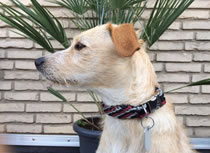 indilines steht für geflochtene Hundeleinen, geknüpfte Halsbänder und Hundegeschirre in Handarbeit hergestellt. Flechtleinen von indilines in Handarbeit hergestellt. Suchen Sie eine individuell geflochtene oder geknüpfte Hundeleine, Halsband oder Hundegeschirr? Eine Hundeleine soll 2 m oder 3 m lang sein oder eine Handschlaufe haben?