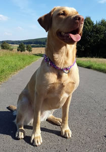 Flechtleinen von indilines in Handarbeit hergestellt. Suchen Sie eine individuell geflochtene oder geknpfte Hundeleine, Halsband oder Hundegeschirr? Eine Hundeleine soll 2 m oder 3 m lang sein oder eine Handschlaufe haben?