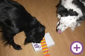 Flechtleinen von indilines in Handarbeit hergestellt. Suchen Sie eine individuell geflochtene oder geknpfte Hundeleine, Halsband oder Hundegeschirr? Eine Hundeleine soll 2 m oder 3 m lang sein oder eine Handschlaufe haben?