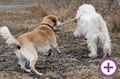 Flechtleinen von indilines in Handarbeit hergestellt. Suchen Sie eine individuell geflochtene oder geknpfte Hundeleine, Halsband oder Hundegeschirr? Eine Hundeleine soll 2 m oder 3 m lang sein oder eine Handschlaufe haben?