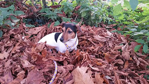 Flechtleinen von indilines in Handarbeit hergestellt. Suchen Sie eine individuell geflochtene oder geknpfte Hundeleine, Halsband oder Hundegeschirr? Eine Hundeleine soll 2 m oder 3 m lang sein oder eine Handschlaufe haben?