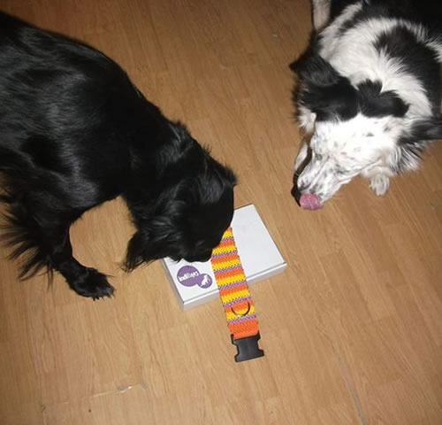 indilines steht für geflochtene Hundeleinen, geknüpfte Halsbänder und Hundegeschirre in Handarbeit hergestellt. Flechtleinen von indilines in Handarbeit hergestellt. Suchen Sie eine individuell geflochtene oder geknüpfte Hundeleine, Halsband oder Hundegeschirr? Eine Hundeleine soll 2 m oder 3 m lang sein oder eine Handschlaufe haben?