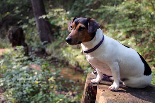 Flechtleinen von indilines in Handarbeit hergestellt. Suchen Sie eine individuell geflochtene oder geknpfte Hundeleine, Halsband oder Hundegeschirr? Eine Hundeleine soll 2 m oder 3 m lang sein oder eine Handschlaufe haben?