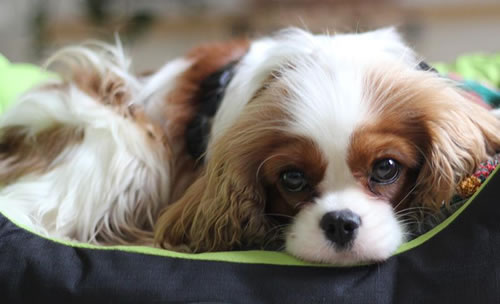 Flechtleinen von indilines in Handarbeit hergestellt. Suchen Sie eine individuell geflochtene oder geknpfte Hundeleine, Halsband oder Hundegeschirr? Eine Hundeleine soll 2 m oder 3 m lang sein oder eine Handschlaufe haben?