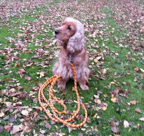 Flechtleinen von indilines in Handarbeit hergestellt. Suchen Sie eine individuell geflochtene oder geknpfte Hundeleine, Halsband oder Hundegeschirr? Eine Hundeleine soll 2 m oder 3 m lang sein oder eine Handschlaufe haben?