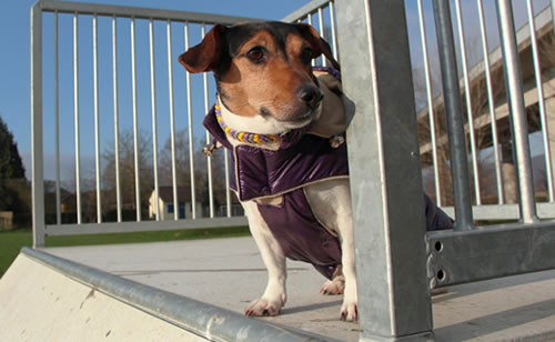 Flechtleinen von indilines in Handarbeit hergestellt. Suchen Sie eine individuell geflochtene oder geknpfte Hundeleine, Halsband oder Hundegeschirr? Eine Hundeleine soll 2 m oder 3 m lang sein oder eine Handschlaufe haben?