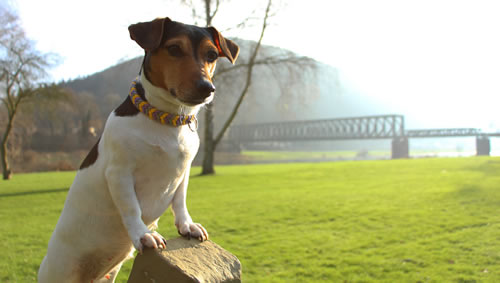 Flechtleinen von indilines in Handarbeit hergestellt. Suchen Sie eine individuell geflochtene oder geknpfte Hundeleine, Halsband oder Hundegeschirr? Eine Hundeleine soll 2 m oder 3 m lang sein oder eine Handschlaufe haben?