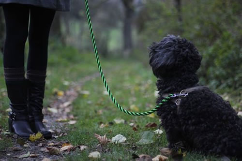 Flechtleinen von indilines in Handarbeit hergestellt. Suchen Sie eine individuell geflochtene oder geknpfte Hundeleine, Halsband oder Hundegeschirr? Eine Hundeleine soll 2 m oder 3 m lang sein oder eine Handschlaufe haben?