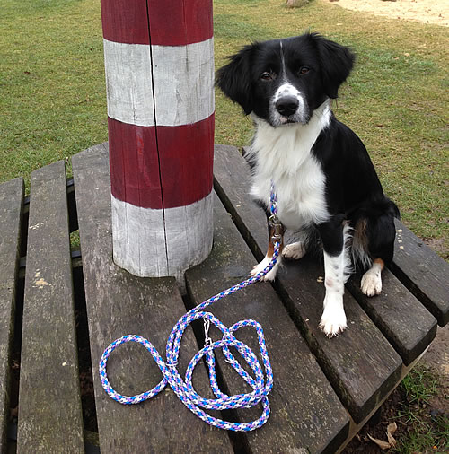 Flechtleinen von indilines in Handarbeit hergestellt. Suchen Sie eine individuell geflochtene oder geknpfte Hundeleine, Halsband oder Hundegeschirr? Eine Hundeleine soll 2 m oder 3 m lang sein oder eine Handschlaufe haben?