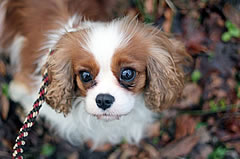 Flechtleinen von indilines in Handarbeit hergestellt. Suchen Sie eine individuell geflochtene oder geknpfte Hundeleine, Halsband oder Hundegeschirr? Eine Hundeleine soll 2 m oder 3 m lang sein oder eine Handschlaufe haben?