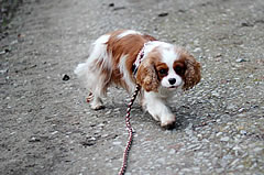 Flechtleinen von indilines in Handarbeit hergestellt. Suchen Sie eine individuell geflochtene oder geknpfte Hundeleine, Halsband oder Hundegeschirr? Eine Hundeleine soll 2 m oder 3 m lang sein oder eine Handschlaufe haben?