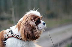 Flechtleinen von indilines in Handarbeit hergestellt. Suchen Sie eine individuell geflochtene oder geknpfte Hundeleine, Halsband oder Hundegeschirr? Eine Hundeleine soll 2 m oder 3 m lang sein oder eine Handschlaufe haben?