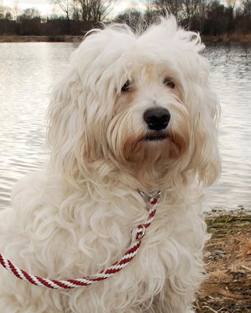 Flechtleinen von indilines in Handarbeit hergestellt. Suchen Sie eine individuell geflochtene oder geknpfte Hundeleine, Halsband oder Hundegeschirr? Eine Hundeleine soll 2 m oder 3 m lang sein oder eine Handschlaufe haben?