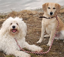 Flechtleinen von indilines in Handarbeit hergestellt. Suchen Sie eine individuell geflochtene oder geknpfte Hundeleine, Halsband oder Hundegeschirr? Eine Hundeleine soll 2 m oder 3 m lang sein oder eine Handschlaufe haben?