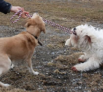 Flechtleinen von indilines in Handarbeit hergestellt. Suchen Sie eine individuell geflochtene oder geknpfte Hundeleine, Halsband oder Hundegeschirr? Eine Hundeleine soll 2 m oder 3 m lang sein oder eine Handschlaufe haben?