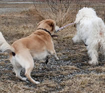 Flechtleinen von indilines in Handarbeit hergestellt. Suchen Sie eine individuell geflochtene oder geknpfte Hundeleine, Halsband oder Hundegeschirr? Eine Hundeleine soll 2 m oder 3 m lang sein oder eine Handschlaufe haben?