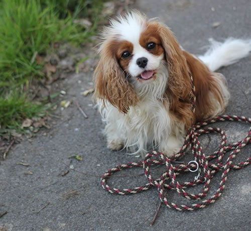 Flechtleinen von indilines in Handarbeit hergestellt. Suchen Sie eine individuell geflochtene oder geknpfte Hundeleine, Halsband oder Hundegeschirr? Eine Hundeleine soll 2 m oder 3 m lang sein oder eine Handschlaufe haben?