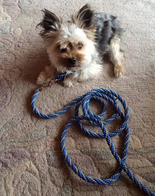 Flechtleinen von indilines in Handarbeit hergestellt. Suchen Sie eine individuell geflochtene oder geknpfte Hundeleine, Halsband oder Hundegeschirr? Eine Hundeleine soll 2 m oder 3 m lang sein oder eine Handschlaufe haben?