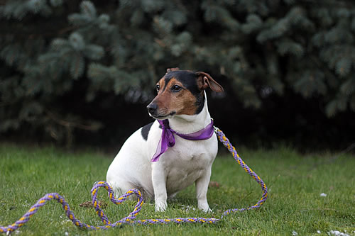 Flechtleinen von indilines in Handarbeit hergestellt. Suchen Sie eine individuell geflochtene oder geknpfte Hundeleine, Halsband oder Hundegeschirr? Eine Hundeleine soll 2 m oder 3 m lang sein oder eine Handschlaufe haben?