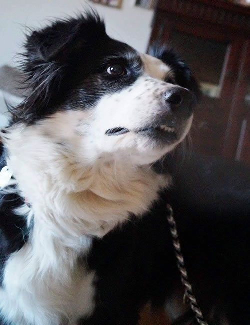 indilines steht für geflochtene Hundeleinen, geknüpfte Halsbänder und Hundegeschirre in Handarbeit hergestellt. Flechtleinen von indilines in Handarbeit hergestellt. Suchen Sie eine individuell geflochtene oder geknüpfte Hundeleine, Halsband oder Hundegeschirr? Eine Hundeleine soll 2 m oder 3 m lang sein oder eine Handschlaufe haben?