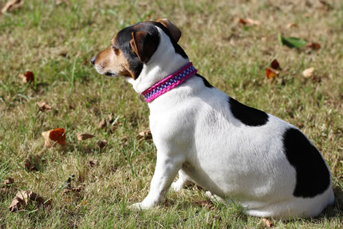 Flechtleinen von indilines in Handarbeit hergestellt. Suchen Sie eine individuell geflochtene oder geknpfte Hundeleine, Halsband oder Hundegeschirr? Eine Hundeleine soll 2 m oder 3 m lang sein oder eine Handschlaufe haben?