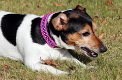 indilines steht für geflochtene Hundeleinen, geknüpfte Halsbänder und Hundegeschirre in Handarbeit hergestellt. Flechtleinen von indilines in Handarbeit hergestellt. Suchen Sie eine individuell geflochtene oder geknüpfte Hundeleine, Halsband oder Hundegeschirr? Eine Hundeleine soll 2 m oder 3 m lang sein oder eine Handschlaufe haben?