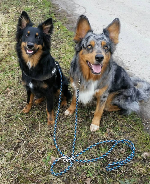 Flechtleinen von indilines in Handarbeit hergestellt. Suchen Sie eine individuell geflochtene oder geknpfte Hundeleine, Halsband oder Hundegeschirr? Eine Hundeleine soll 2 m oder 3 m lang sein oder eine Handschlaufe haben?