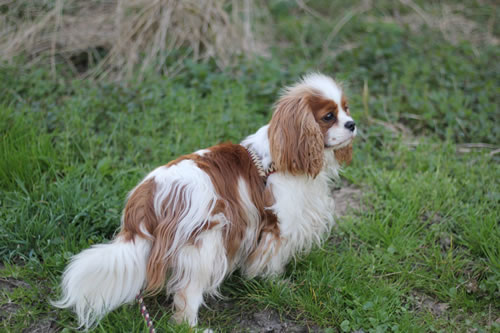 Flechtleinen von indilines in Handarbeit hergestellt. Suchen Sie eine individuell geflochtene oder geknpfte Hundeleine, Halsband oder Hundegeschirr? Eine Hundeleine soll 2 m oder 3 m lang sein oder eine Handschlaufe haben?