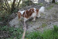 Flechtleinen von indilines in Handarbeit hergestellt. Suchen Sie eine individuell geflochtene oder geknpfte Hundeleine, Halsband oder Hundegeschirr? Eine Hundeleine soll 2 m oder 3 m lang sein oder eine Handschlaufe haben?