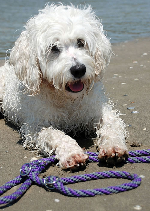 Flechtleinen von indilines in Handarbeit hergestellt. Suchen Sie eine individuell geflochtene oder geknpfte Hundeleine, Halsband oder Hundegeschirr? Eine Hundeleine soll 2 m oder 3 m lang sein oder eine Handschlaufe haben?