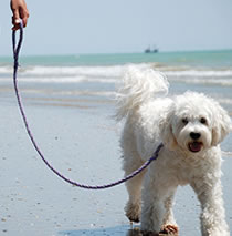 Flechtleinen von indilines in Handarbeit hergestellt. Suchen Sie eine individuell geflochtene oder geknpfte Hundeleine, Halsband oder Hundegeschirr? Eine Hundeleine soll 2 m oder 3 m lang sein oder eine Handschlaufe haben?