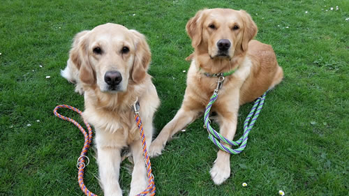 Flechtleinen von indilines in Handarbeit hergestellt. Suchen Sie eine individuell geflochtene oder geknpfte Hundeleine, Halsband oder Hundegeschirr? Eine Hundeleine soll 2 m oder 3 m lang sein oder eine Handschlaufe haben?