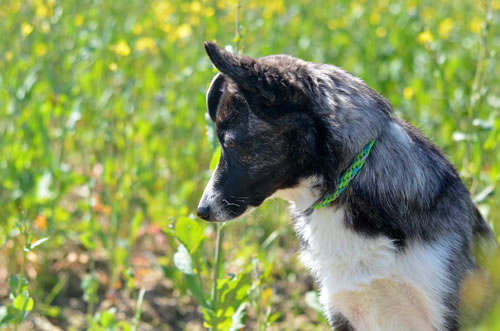 Flechtleinen von indilines in Handarbeit hergestellt. Suchen Sie eine individuell geflochtene oder geknpfte Hundeleine, Halsband oder Hundegeschirr? Eine Hundeleine soll 2 m oder 3 m lang sein oder eine Handschlaufe haben?