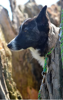 Flechtleinen von indilines in Handarbeit hergestellt. Suchen Sie eine individuell geflochtene oder geknpfte Hundeleine, Halsband oder Hundegeschirr? Eine Hundeleine soll 2 m oder 3 m lang sein oder eine Handschlaufe haben?