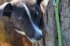 Flechtleinen von indilines in Handarbeit hergestellt. Suchen Sie eine individuell geflochtene oder geknpfte Hundeleine, Halsband oder Hundegeschirr? Eine Hundeleine soll 2 m oder 3 m lang sein oder eine Handschlaufe haben?