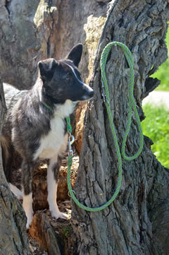 Flechtleinen von indilines in Handarbeit hergestellt. Suchen Sie eine individuell geflochtene oder geknpfte Hundeleine, Halsband oder Hundegeschirr? Eine Hundeleine soll 2 m oder 3 m lang sein oder eine Handschlaufe haben?