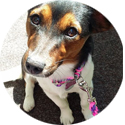 Flechtleinen von indilines in Handarbeit hergestellt. Suchen Sie eine individuell geflochtene oder geknpfte Hundeleine, Halsband oder Hundegeschirr? Eine Hundeleine soll 2 m oder 3 m lang sein oder eine Handschlaufe haben?
