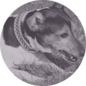 Flechtleinen von indilines in Handarbeit hergestellt. Suchen Sie eine individuell geflochtene oder geknpfte Hundeleine, Halsband oder Hundegeschirr? Eine Hundeleine soll 2 m oder 3 m lang sein oder eine Handschlaufe haben?