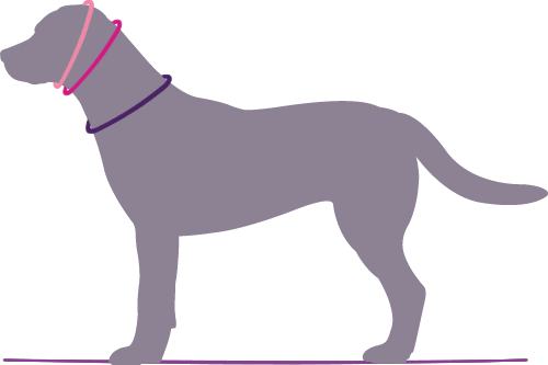 indilines steht für geflochtene Hundeleinen, geknüpfte Halsbänder und Hundegeschirre in Handarbeit hergestellt. Flechtleinen von indilines in Handarbeit hergestellt. Suchen Sie eine individuell geflochtene oder geknüpfte Hundeleine, Halsband oder Hundegeschirr? Eine Hundeleine soll 2 m oder 3 m lang sein oder eine Handschlaufe haben?