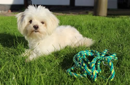 indilines steht für geflochtene Hundeleinen, geknüpfte Halsbänder und Hundegeschirre in Handarbeit hergestellt. Flechtleinen von indilines in Handarbeit hergestellt. Suchen Sie eine individuell geflochtene oder geknüpfte Hundeleine, Halsband oder Hundegeschirr? Eine Hundeleine soll 2 m oder 3 m lang sein oder eine Handschlaufe haben?