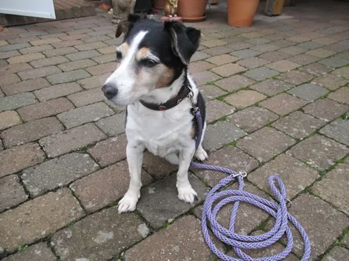 indilines steht für geflochtene Hundeleinen, geknüpfte Halsbänder und Hundegeschirre in Handarbeit hergestellt. Flechtleinen von indilines in Handarbeit hergestellt. Suchen Sie eine individuell geflochtene oder geknüpfte Hundeleine, Halsband oder Hundegeschirr? Eine Hundeleine soll 2 m oder 3 m lang sein oder eine Handschlaufe haben?