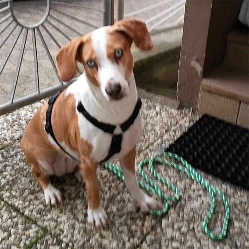 indilines steht für geflochtene Hundeleinen, geknüpfte Halsbänder und Hundegeschirre in Handarbeit hergestellt. Flechtleinen von indilines in Handarbeit hergestellt. Suchen Sie eine individuell geflochtene oder geknüpfte Hundeleine, Halsband oder Hundegeschirr? Eine Hundeleine soll 2 m oder 3 m lang sein oder eine Handschlaufe haben?