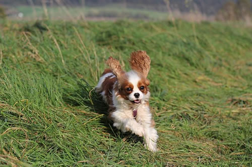 Flechtleinen von indilines in Handarbeit hergestellt. Suchen Sie eine individuell geflochtene oder geknpfte Hundeleine, Halsband oder Hundegeschirr? Eine Hundeleine soll 2 m oder 3 m lang sein oder eine Handschlaufe haben?